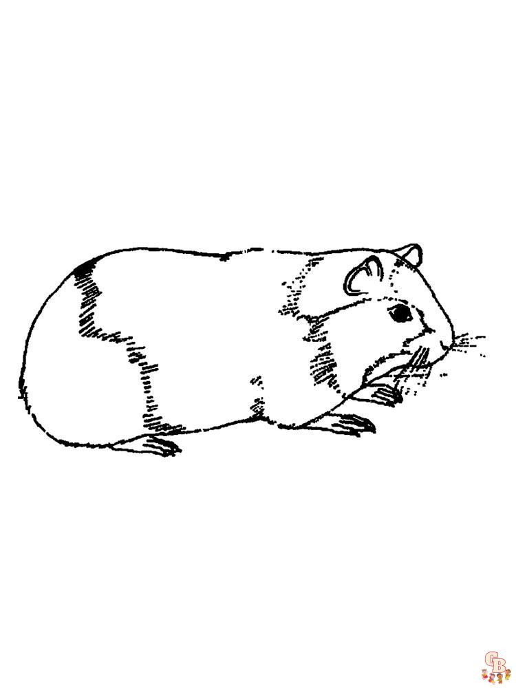 cavia kleurplaten 1