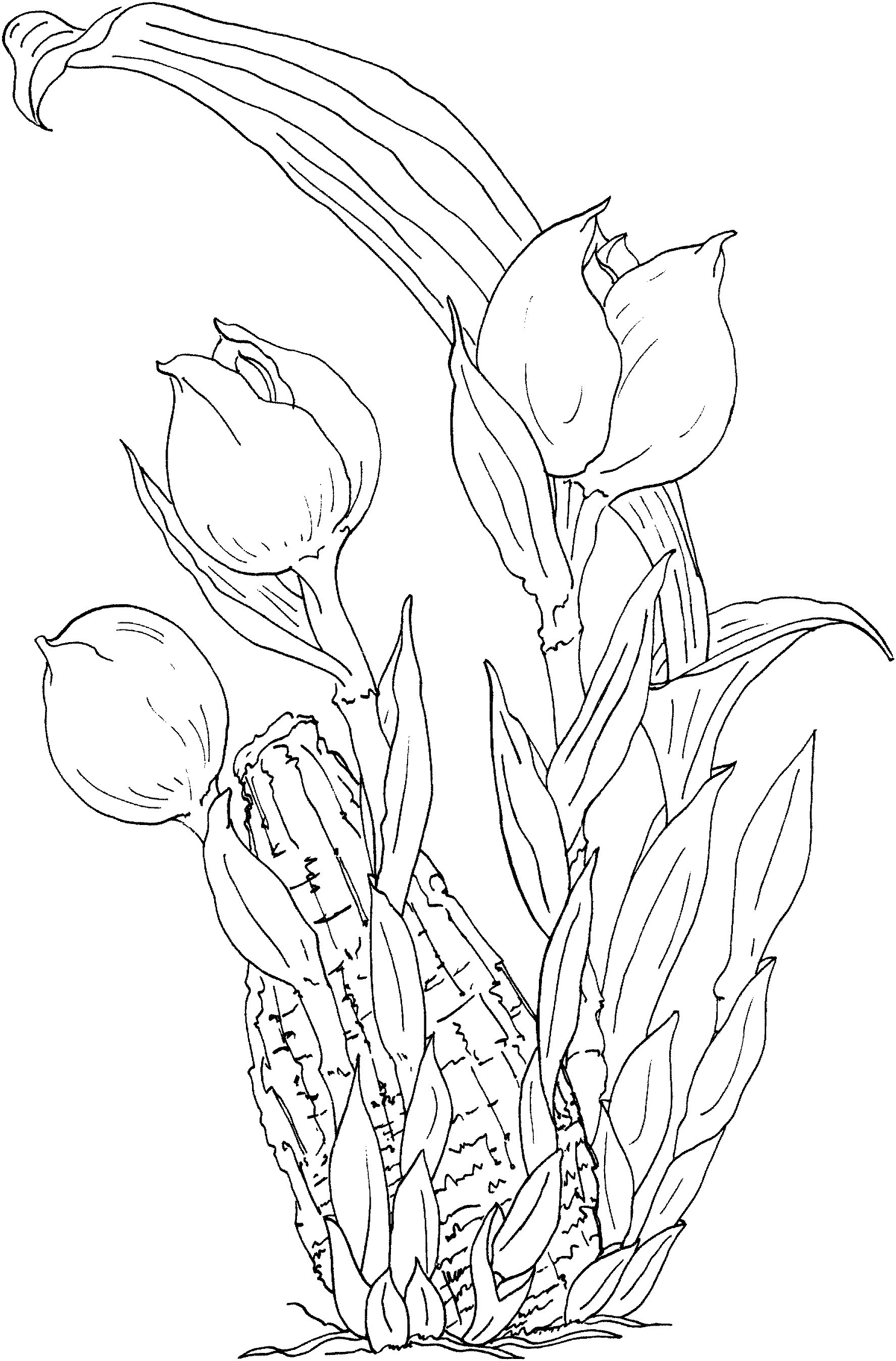 Kleurplaat Bloemen Ontdek de Mooiste Bloemen Kleurplaten